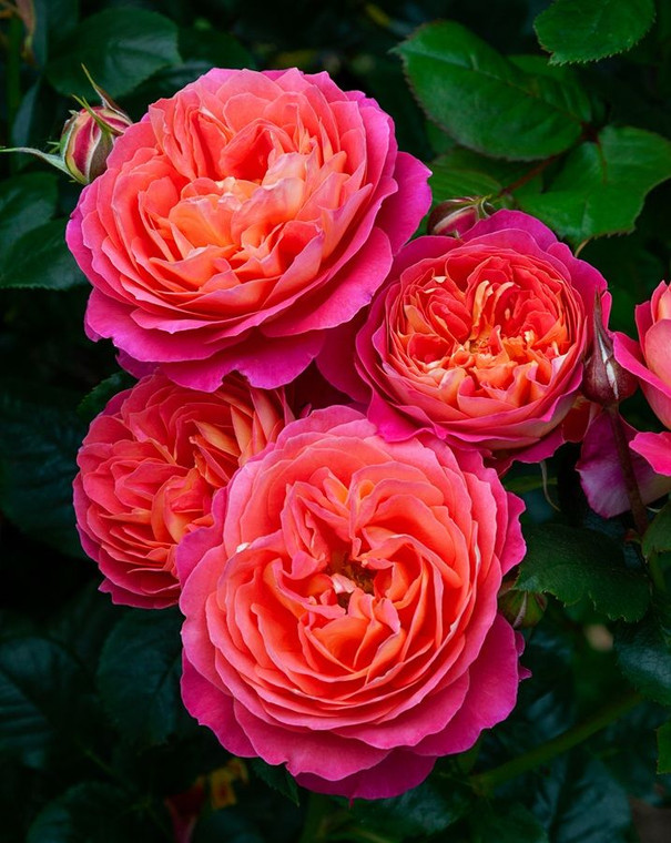 Rose 'Pride' 4.7L