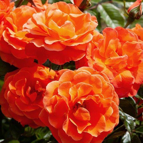 Rose 'Newsflash' - Climber 4.7L