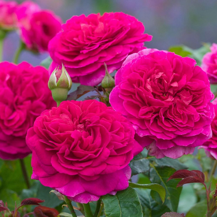 Rose 'Gabriel Oak' - English 4.7L