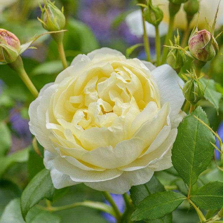Rose 'Vanessa Bell' - English 4.7L