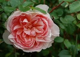Rose 'Wildeve' - English 4.7L