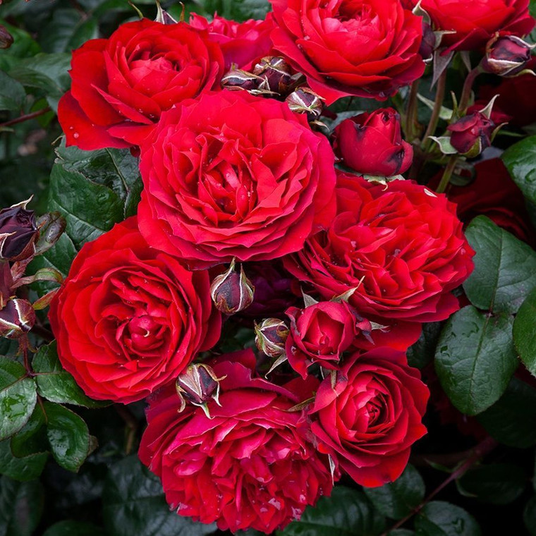 Rose 'In Friendship' - Patio S 4.7L