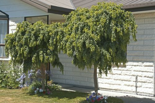 Robinia 'Lace Lady' - 60cm Sta PB18