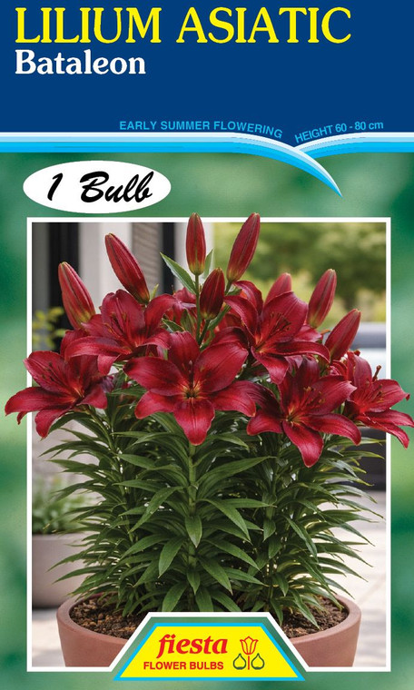 Lilium Asiatic 'Bataleon'