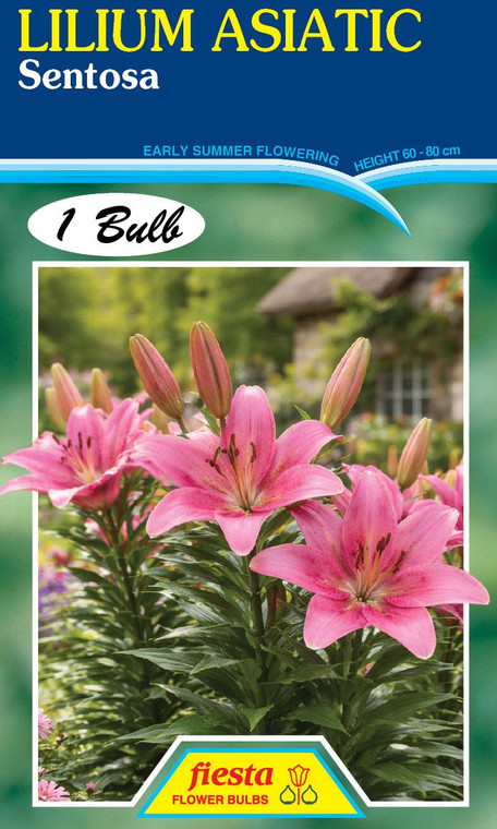 Lilium Asiatic 'Sentosa'