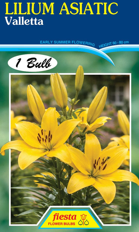 Lilium Asiatic 'Valetta'