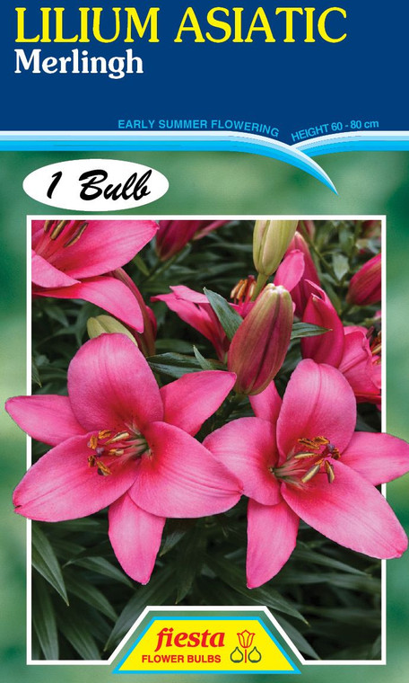 Lilium Asiatic 'Merlingh'