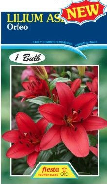 Lilium Asiatic 'Orfeo'