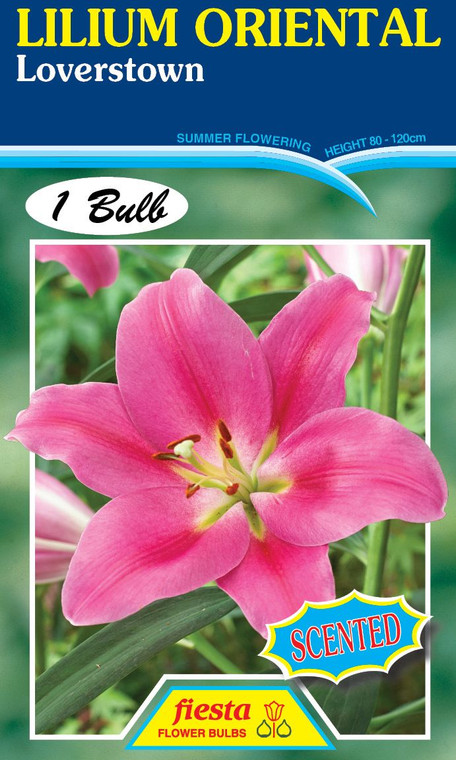 Lilium Oriental 'Loverstown'