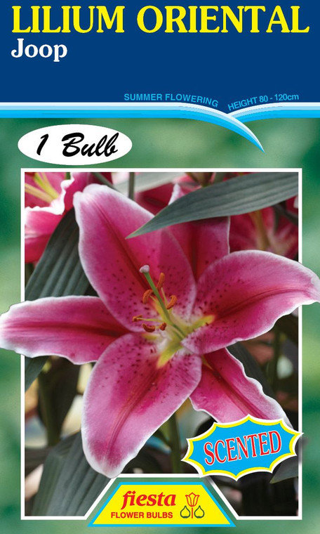 Lilium Oriental 'Joop'