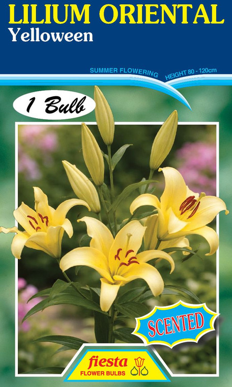 Lilium Oriental 'Yelloween'