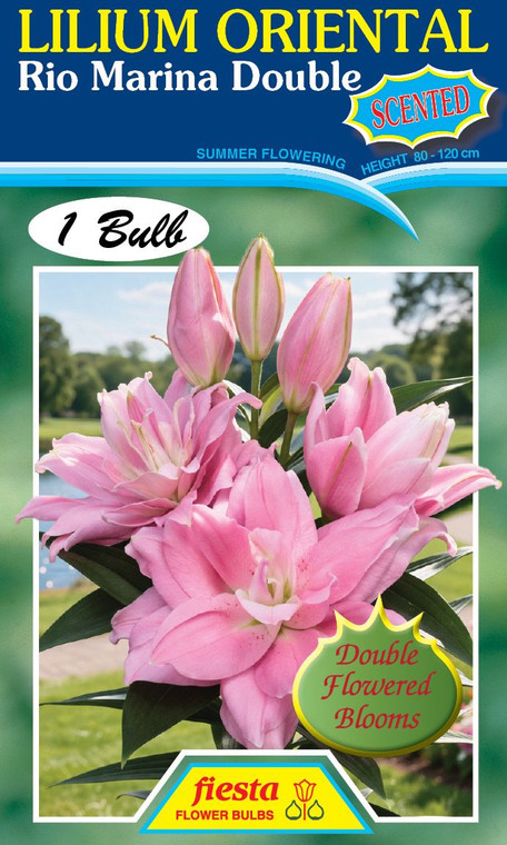 Lilium Oriental 'Rio Marina'