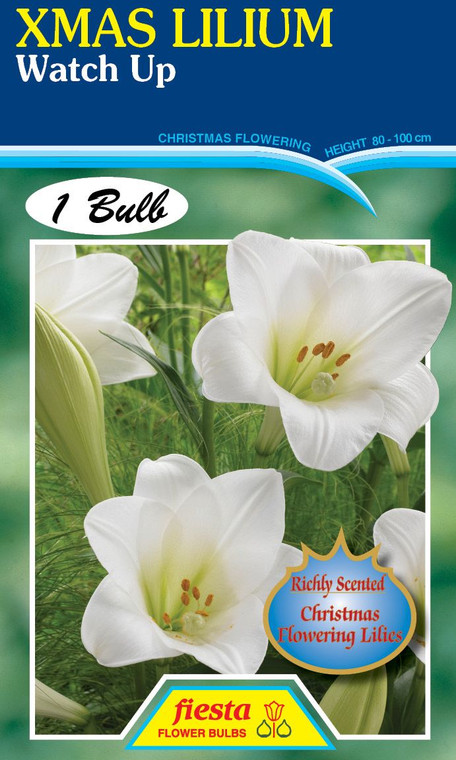 Lilium Xmas 'Watch Up'