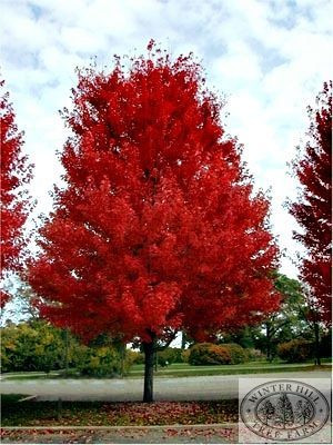 Acer x freemanii 'Jeffersred' PB18