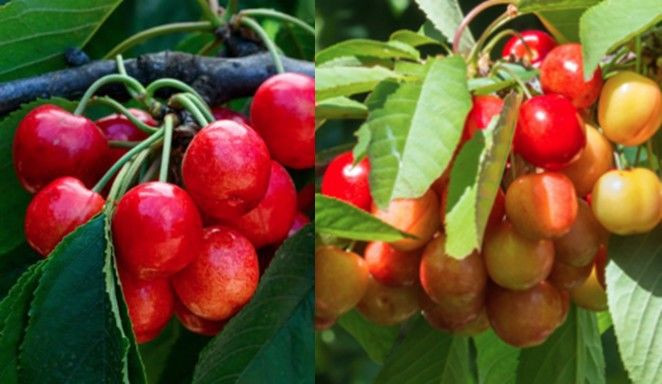 Cherry Dual 'Bing/Rainier' PB18