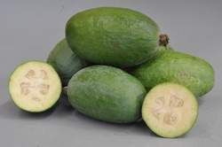 Feijoa 'Mammoth' PB8