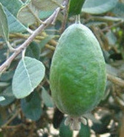 Feijoa 'Wiki-Tu' PB8