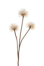 Foliage - Dandelion natural