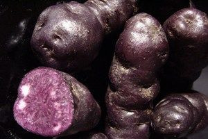 Maori Seed Potato - Urenika 1k