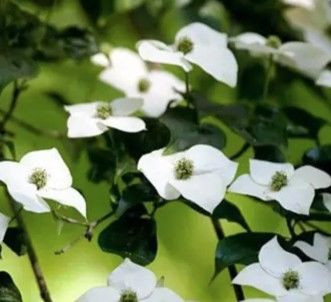 Cornus kousa 'Southern Cross' PB18