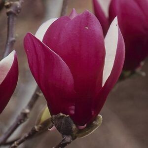 Magnolia 'Old Port' PB18
