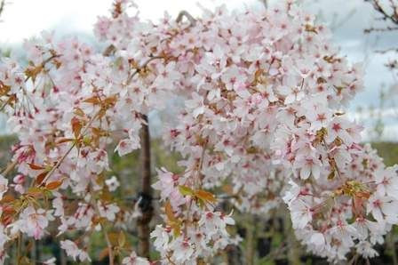 Prunus 'Falling Snow' - 1.5m PB18