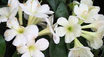 Rhododendron vireya 'White Kni 2.5L
