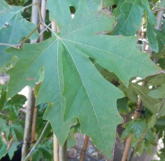 Platanus acerifolia PB18 (87632) PB18