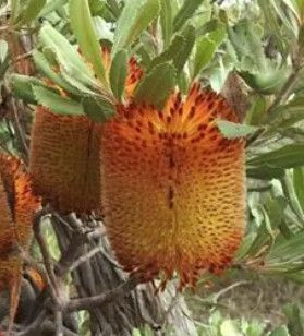 Banksia coccinea 1.5L (113997) 1.5L