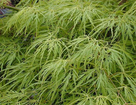 Acer p d 'Green Mist' - Topiar 10L