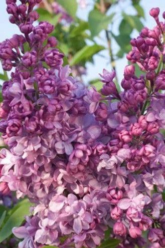 Syringa vulgaris 'General Pers PB18