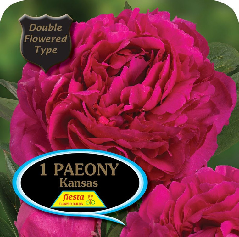 Peony 'Kansas' 6L