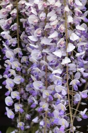 Wisteria floribunda 'Harlequin 6L