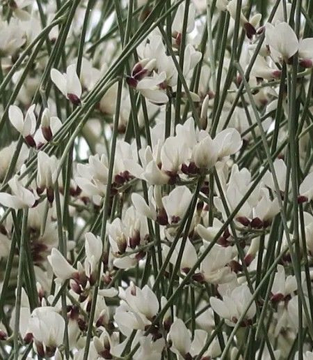 Genista monosperma 2.5L