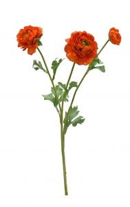 Ranunculus - Meadow Burnt Oran