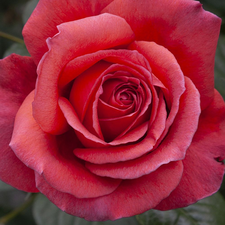 Rose 'Legacy' 4.7L