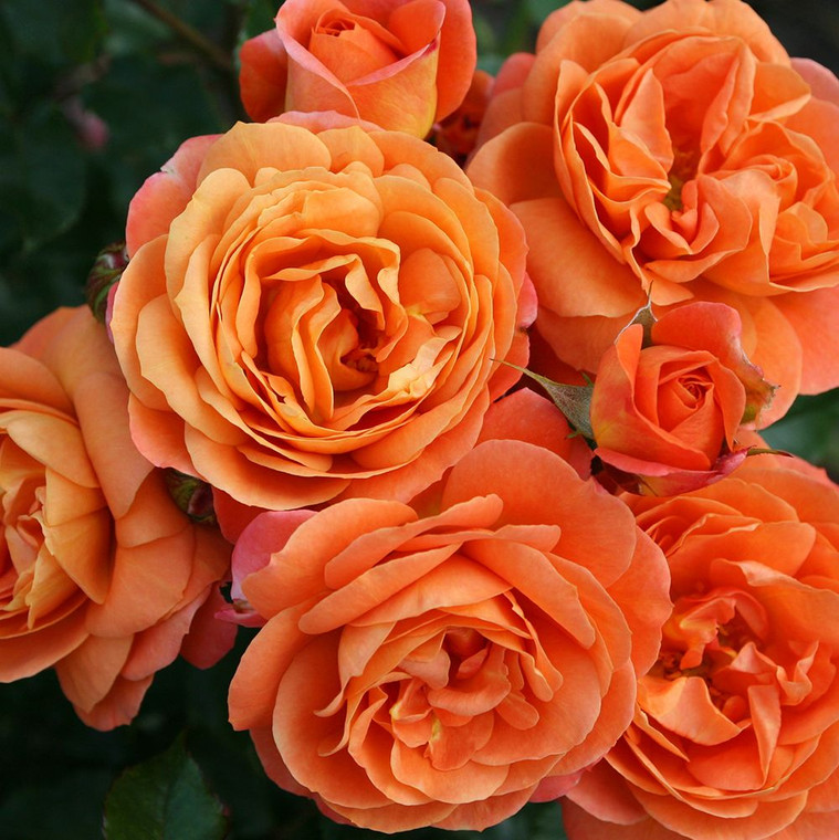 Rose 'Phoenix' 4.7L