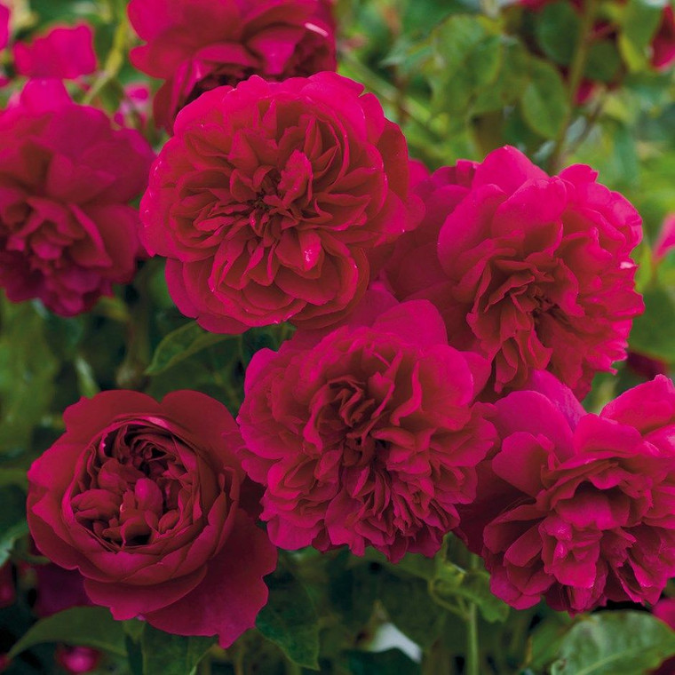 Rose 'Thomas A Becket' - Engli 4.7L