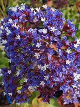 Limonium perezi 2L
