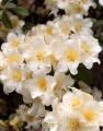 Rhododendron 'Lem's Stormcloud 8L (102991) 4.7L