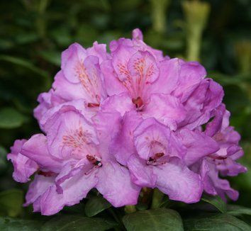 Rhododendron 'Lem's Stormcloud 8L (102991) 4.7L