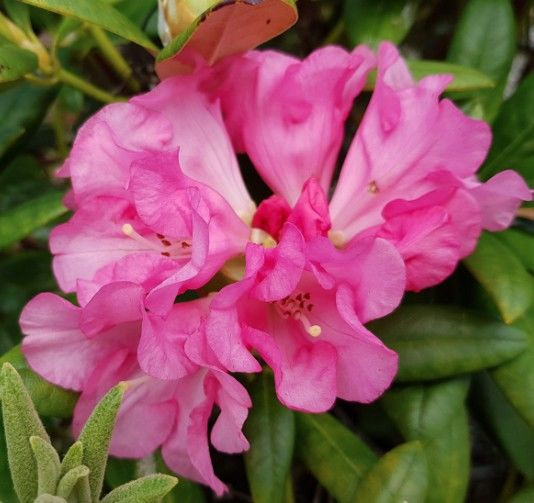 Rhododendron 'Lem's Stormcloud 8L (102991) 4.7L