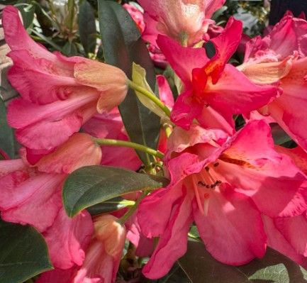 Rhododendron 'Lem's Stormcloud 8L (102991) 4.7L