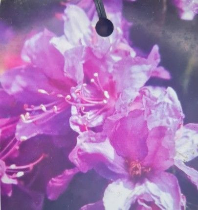 Rhododendron 'Lem's Stormcloud 8L (102991) 4.7L