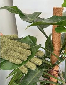 Gloves - Plant Dusting Glove
