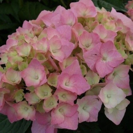 Hydrangea m 'Brilliant' 6L