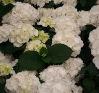 Hydrangea 'Snowball' 4.5L