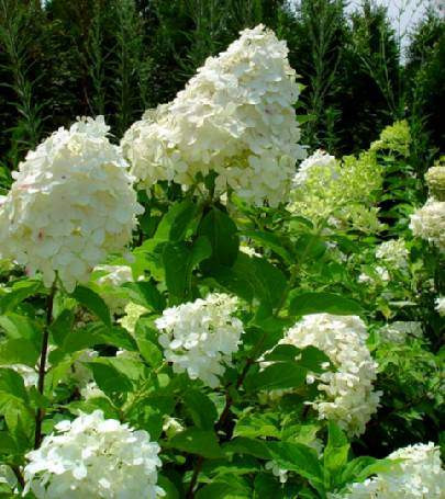 Hydrangea p 'Limelight' 3.3L