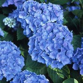 Hydrangea 'Renate Steiniger' 6L