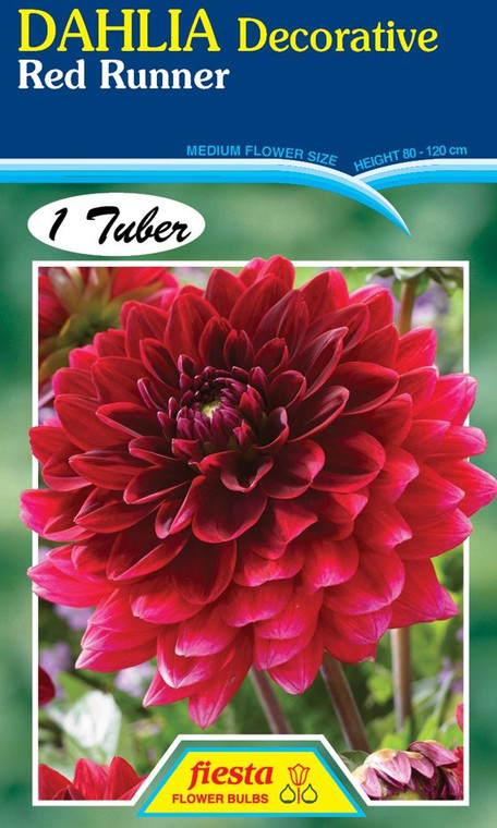 Dahlia Decorative 'Red Runner'